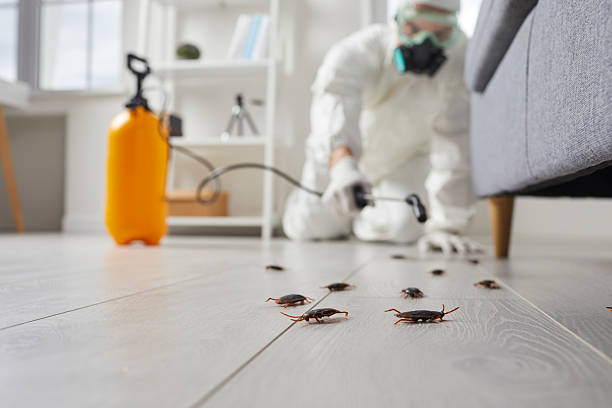 Commercial Rodent Management in Benton